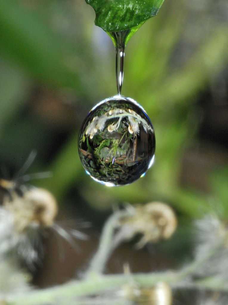 Taraxacum officinale